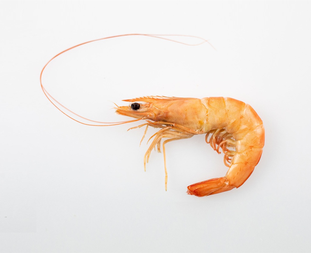 [CONGELADO0027] JIMENEZ LANGOSTINO BLANCO 800 GR